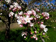 145  blossoming tree.JPG